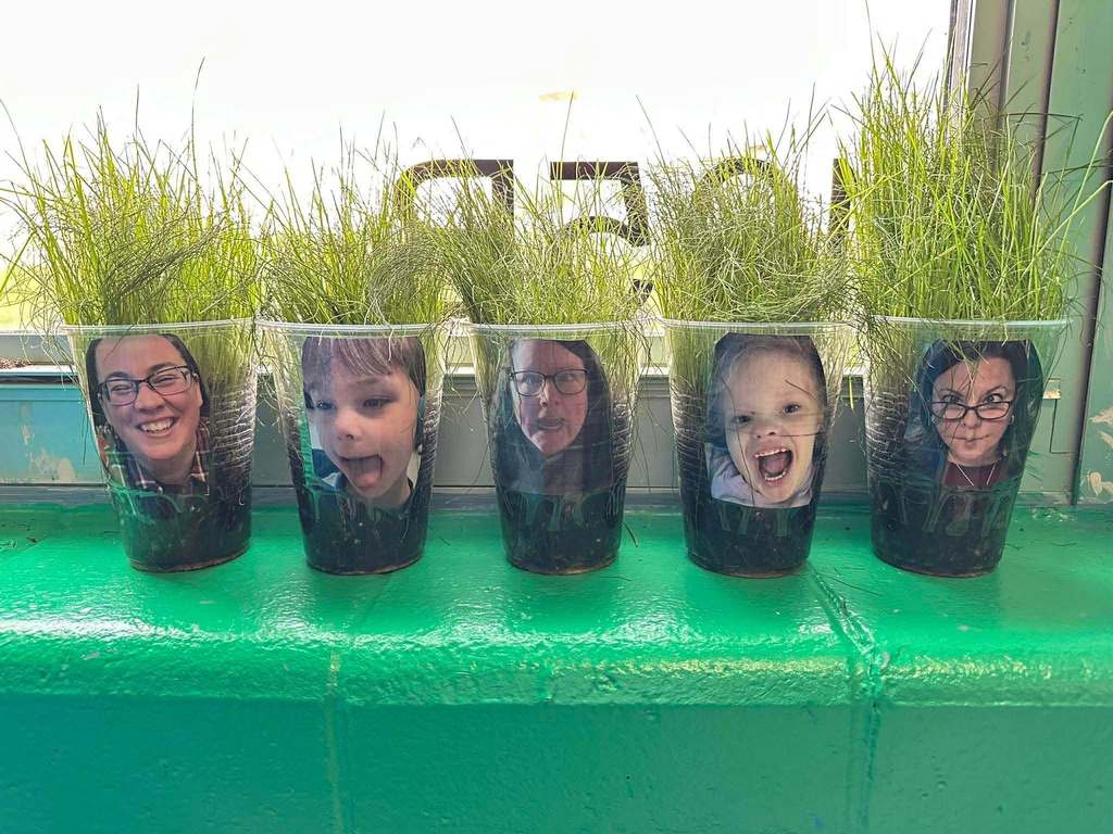 Clear plastic cups filled with soil sit on a windowsill. Each cup has a photo of a student or school staff member taped to the front, and tall green grass is growing from the top of each cup, creating the appearance of grass growing like hair.