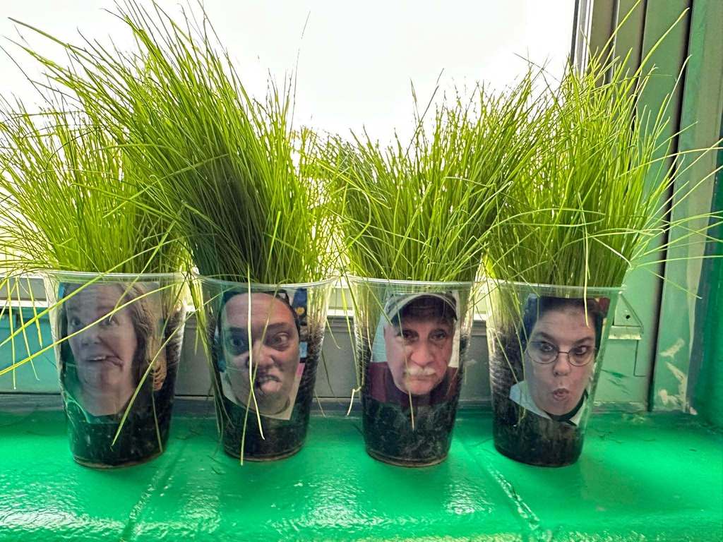 Clear plastic cups filled with soil sit on a windowsill. Each cup has a photo of a student or school staff member taped to the front, and tall green grass is growing from the top of each cup, creating the appearance of grass growing like hair.