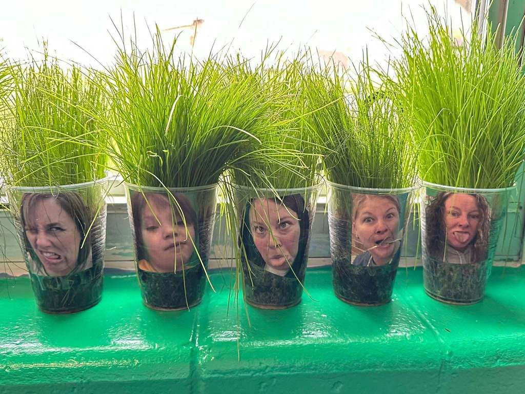 Clear plastic cups filled with soil sit on a windowsill. Each cup has a photo of a student or school staff member taped to the front, and tall green grass is growing from the top of each cup, creating the appearance of grass growing like hair.