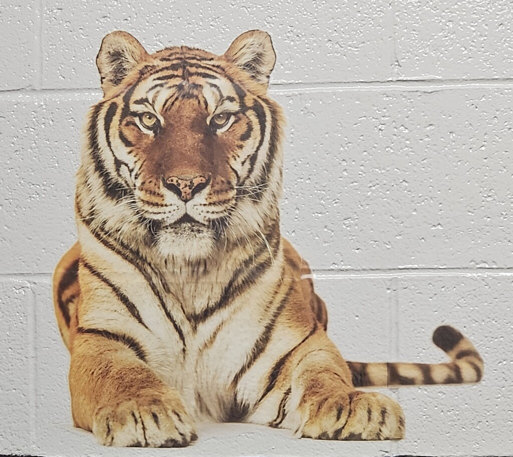 Photos inside Wirt County Primary Center showing new decorations added during the summer. Images include orange and black tiger paw prints painted on floors and walls, tiger-themed murals and artwork throughout the building, a "Choose K_nd" mural with the letter "i" intentionally omitted, and tiger images displayed in the cafeteria. The colorful decorations highlight Wirt County Tiger Pride and create an engaging environment for students returning for the new school year.