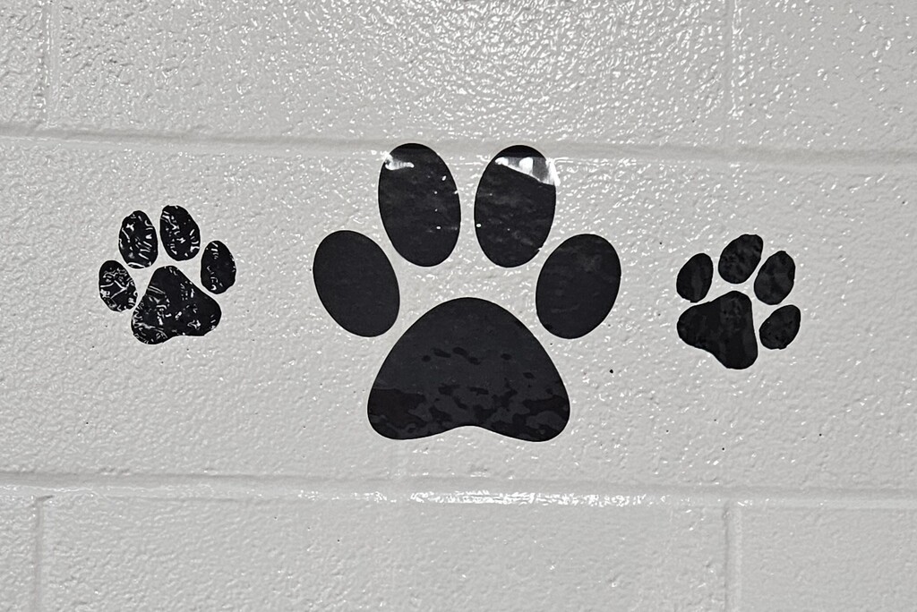 Photos inside Wirt County Primary Center showing new decorations added during the summer. Images include orange and black tiger paw prints painted on floors and walls, tiger-themed murals and artwork throughout the building, a "Choose K_nd" mural with the letter "i" intentionally omitted, and tiger images displayed in the cafeteria. The colorful decorations highlight Wirt County Tiger Pride and create an engaging environment for students returning for the new school year.