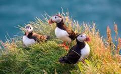 Puffins