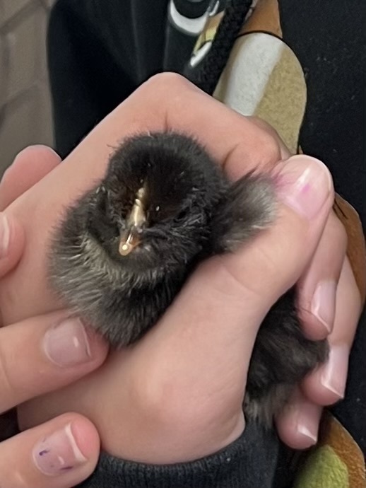 baby chick