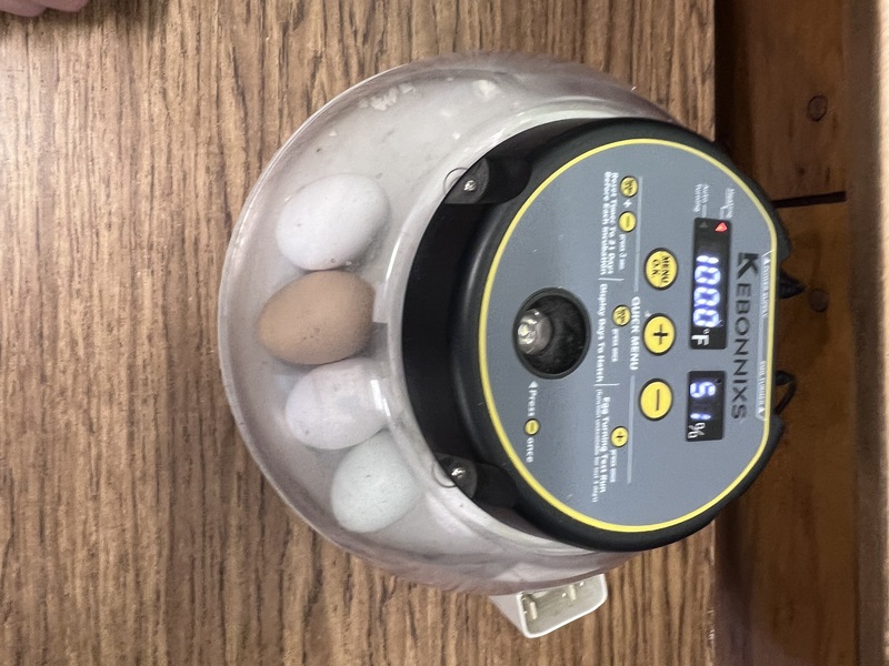 incubator