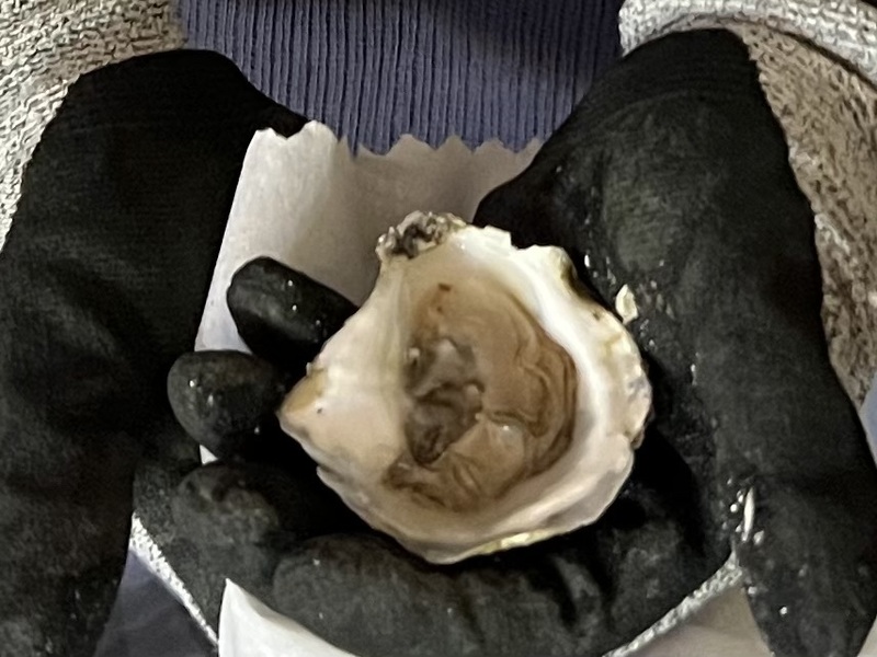 oyster visit