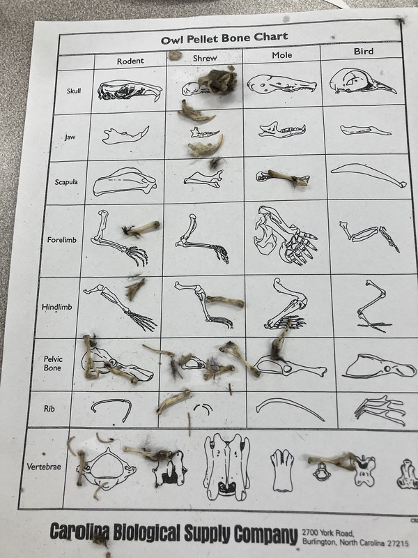 owl pellets