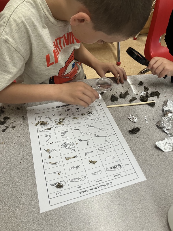 owl pellets