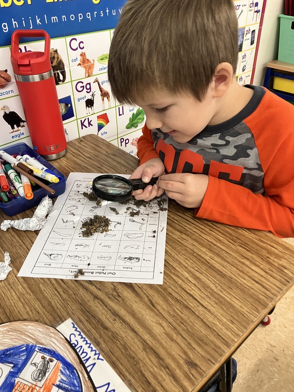 owl pellets