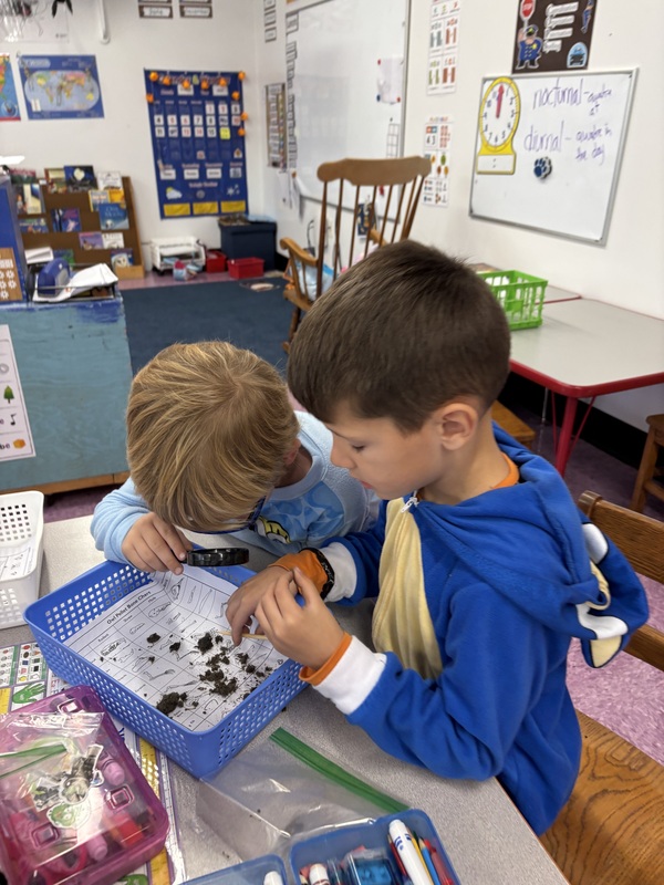 owl pellets