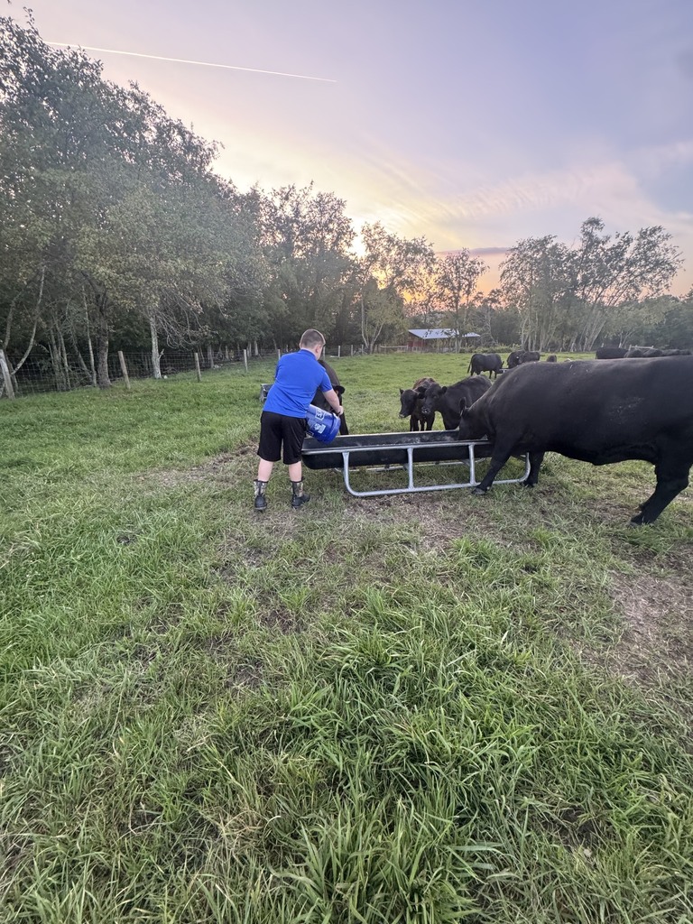 A man in a blue shirt and black shorts feeds a black cow with others nearby.