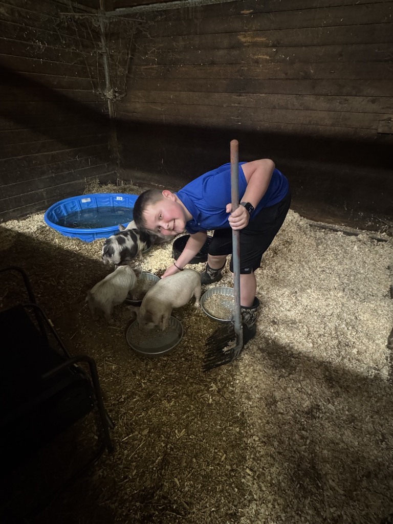 A boy in a barn with a pitchfork feeding three small pigs in a hay-filled pen.