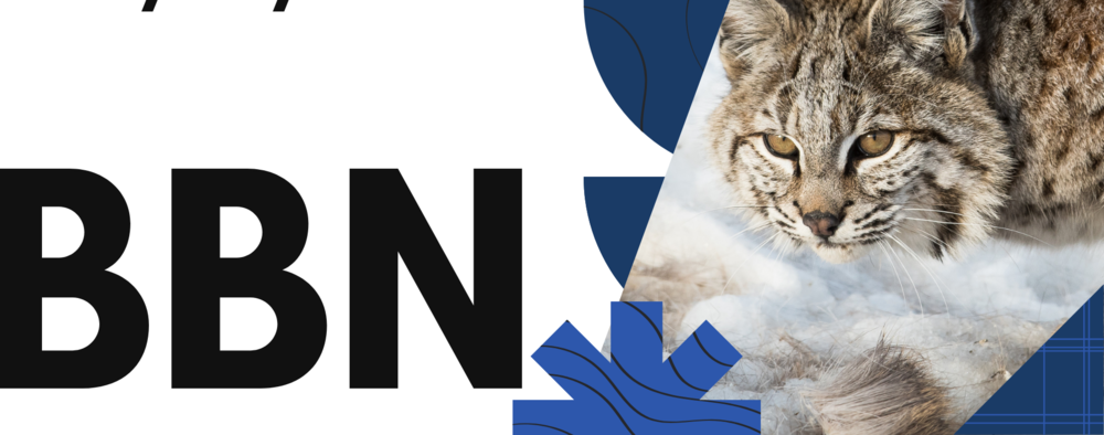 bbn