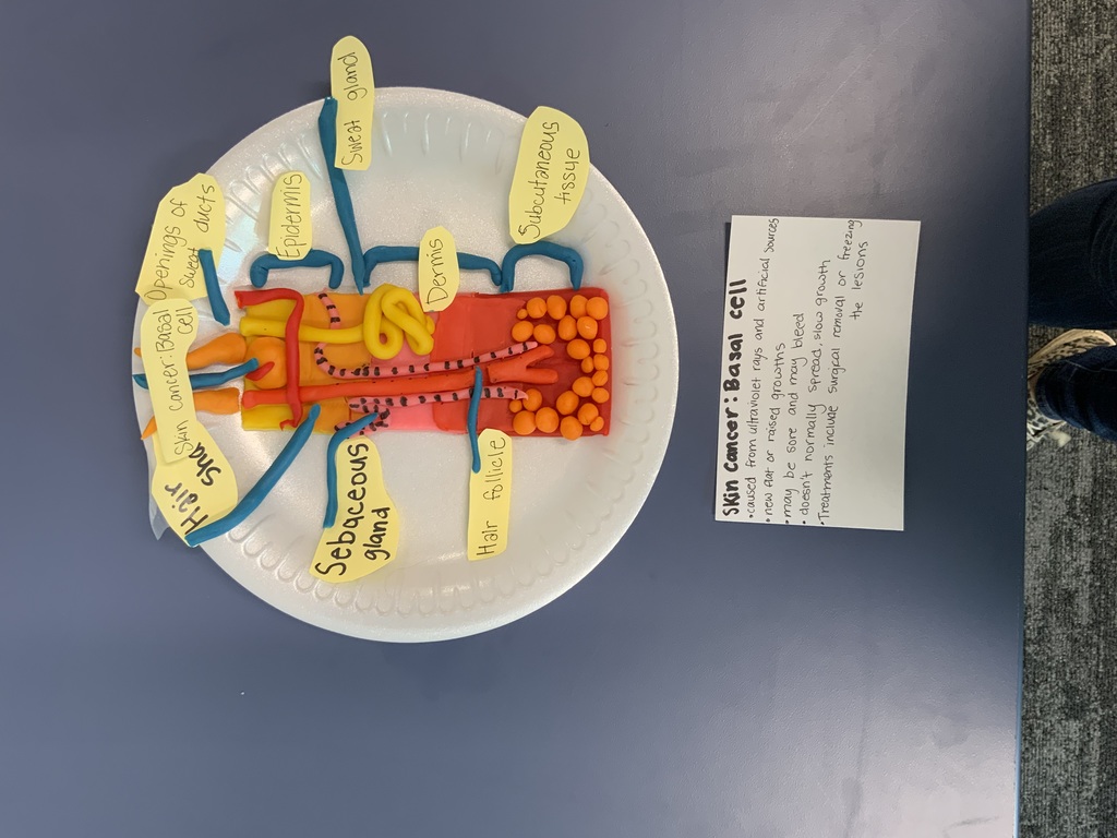 Medical Assisting 3D Integumentary System model