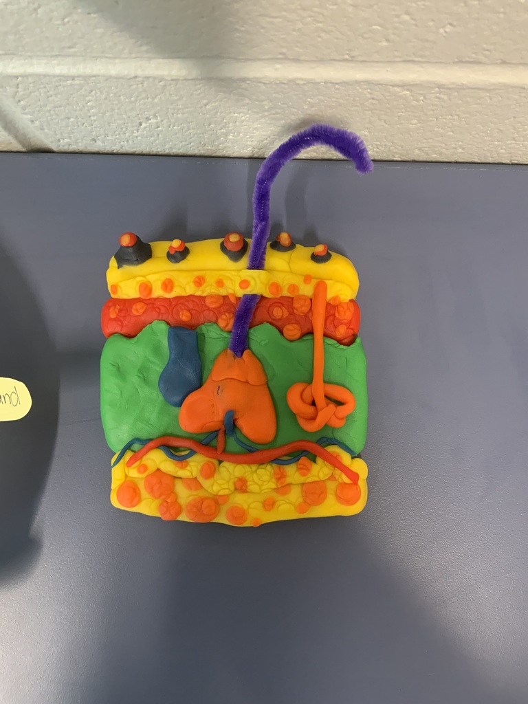 Medical Assisting 3D Integumentary System model