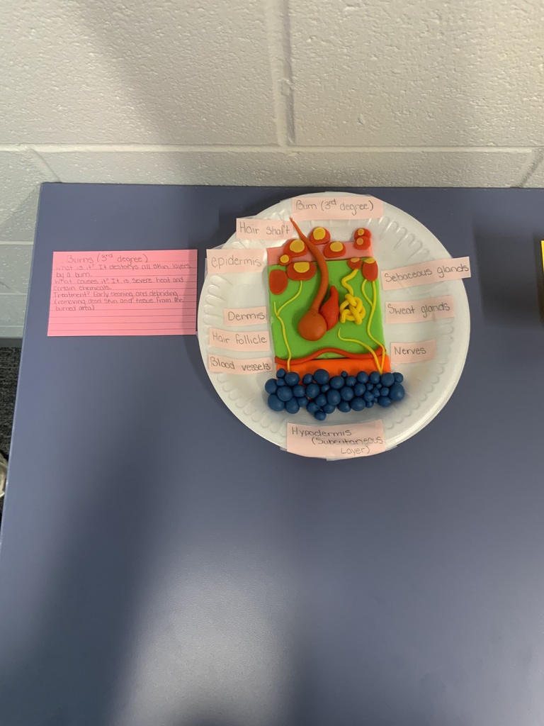 Medical Assisting 3D Integumentary System model