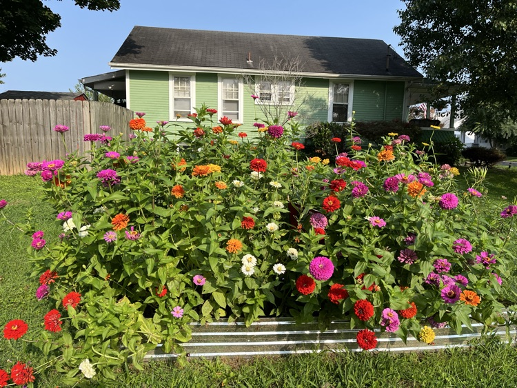 plants