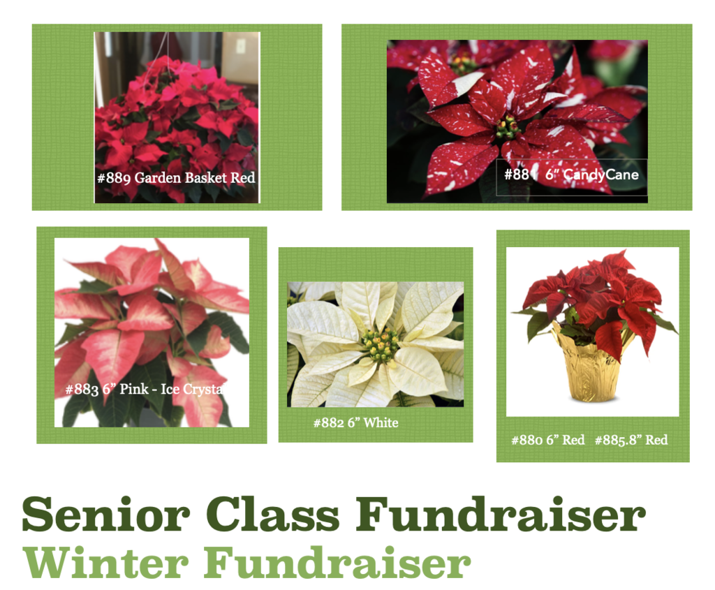 Poinsettias