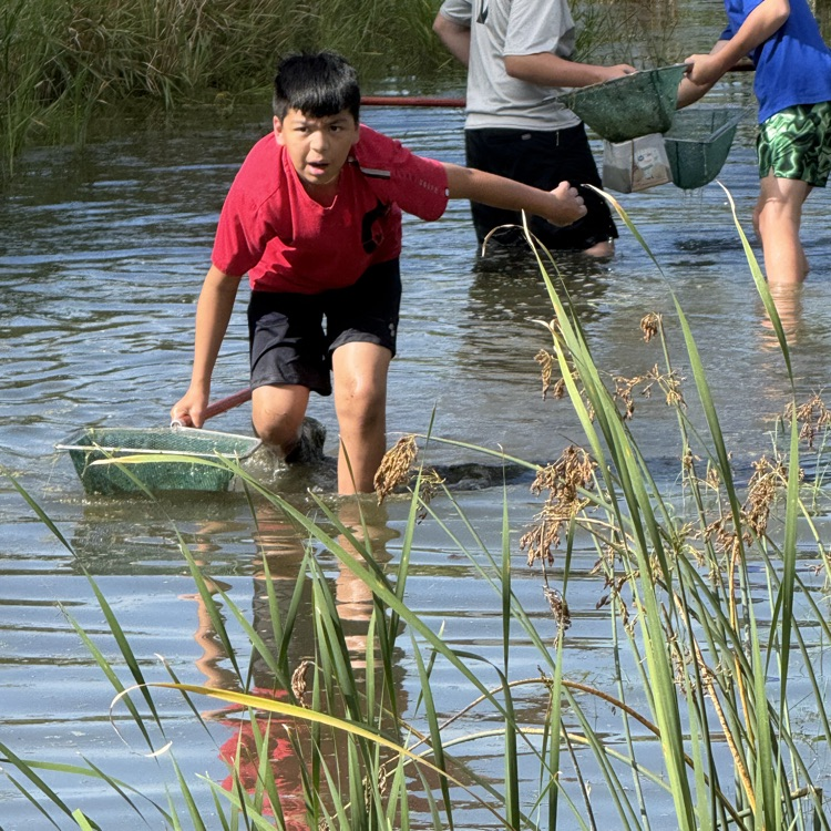 catching wildlife in water habitat