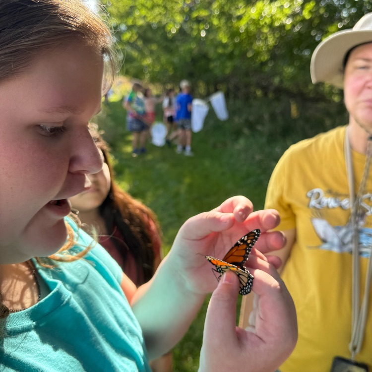 monarch butterflies