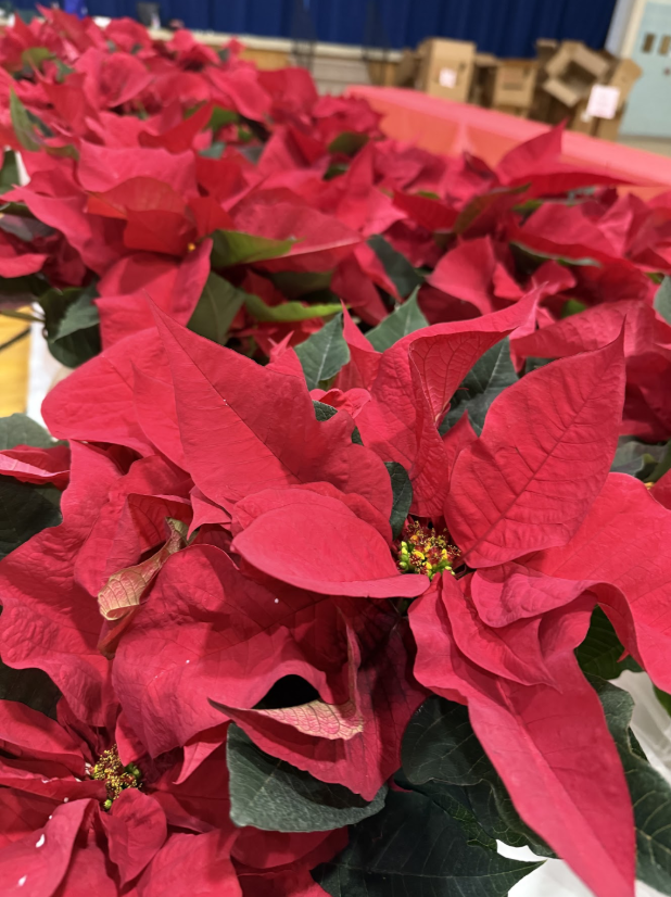 poinsettias
