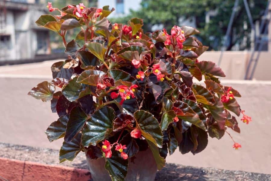 Waxy Begonia