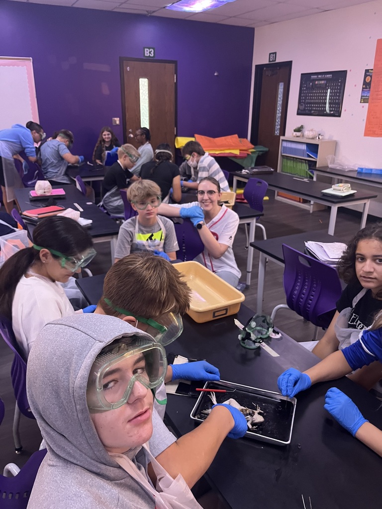 frog dissection
