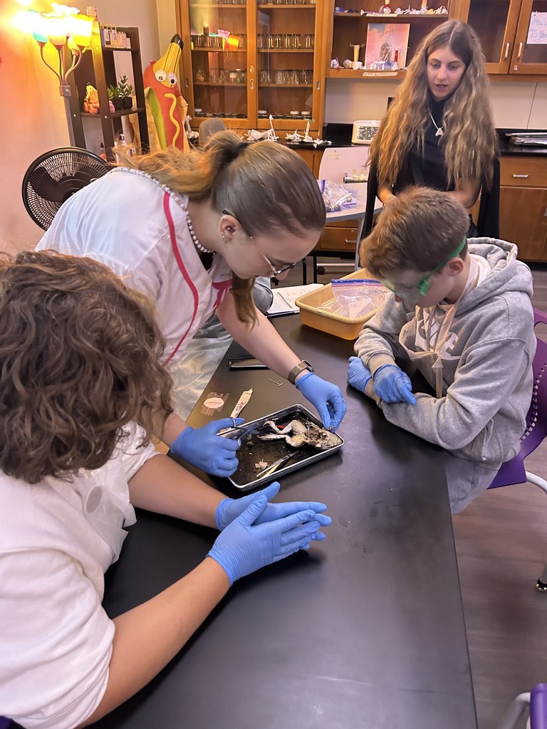 frog dissection