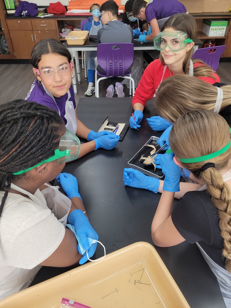 frog dissection
