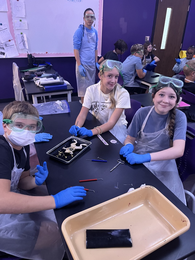 frog dissection