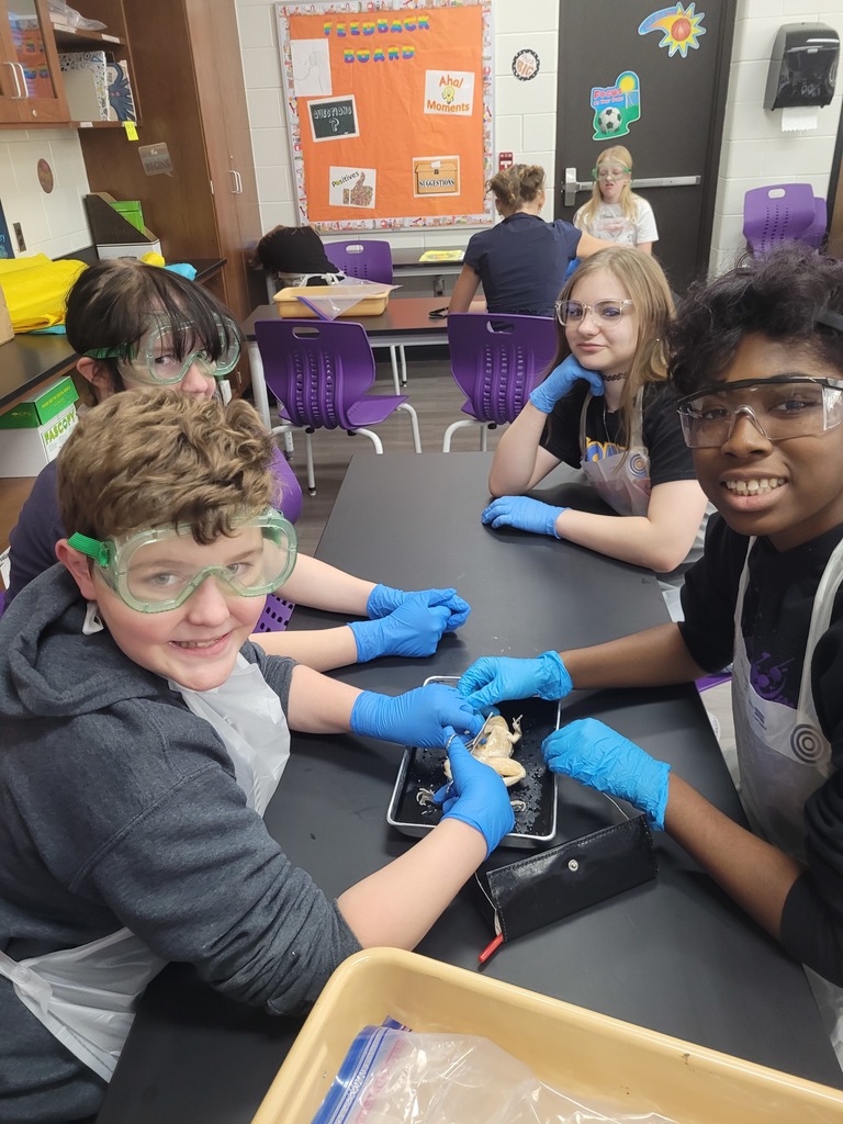 frog dissection