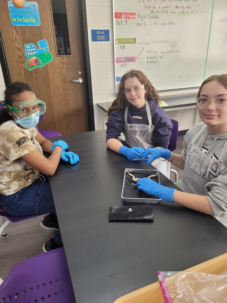 frog dissection