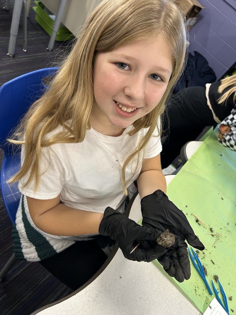 owl pellet dissection