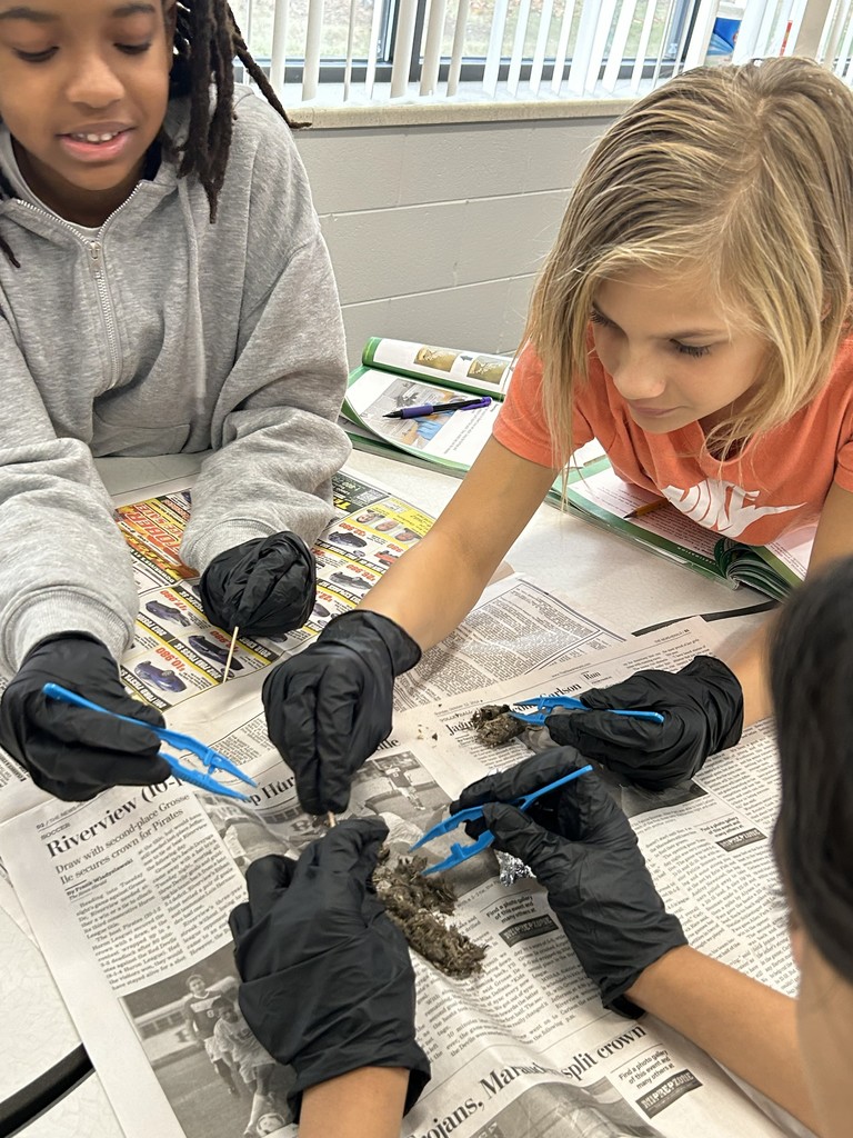 owl pellet dissection