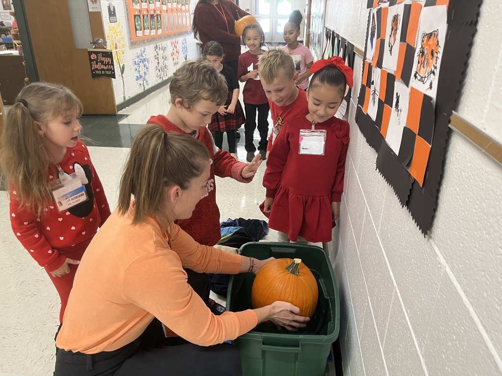 The Great Kindergarten Pumpkin Investigation in Ms. O'Neil, Ms. Beaudry, Ms. Bensch, and Ms. Knapp's classes! 