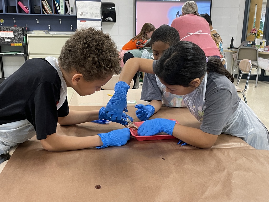 4th graders dissecting a squid in class 