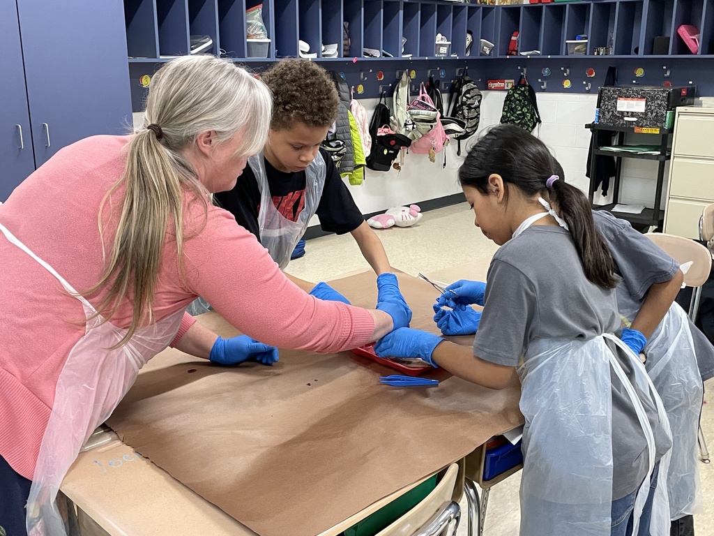 4th graders dissecting a squid in class 