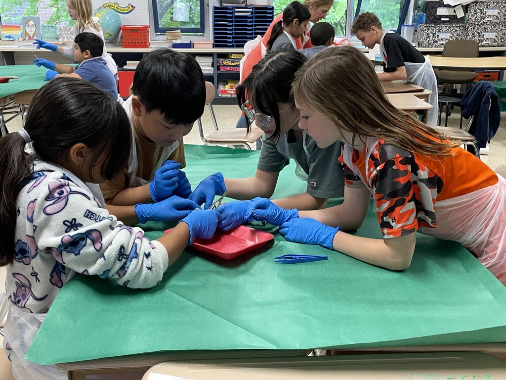 4th graders dissecting a squid in class 