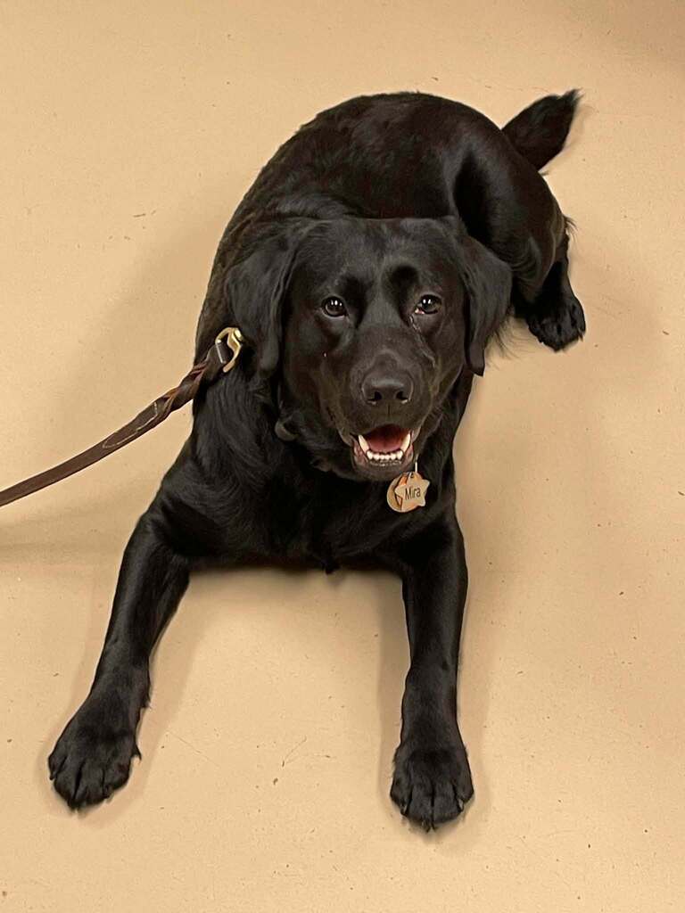 Mira the Comfort Dog