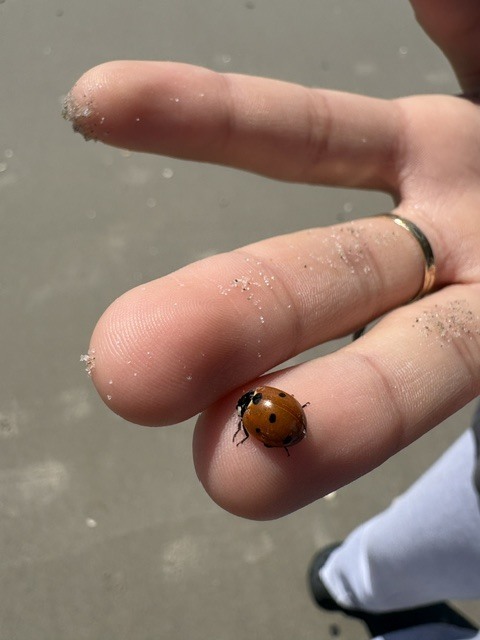 ladybug on a finger
