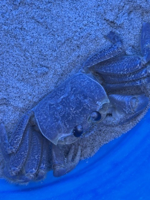 crab face up close