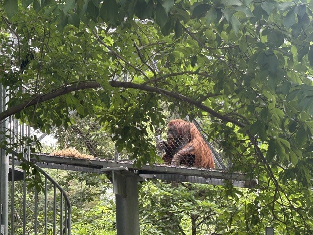 orangutang sitting in the tree area in the zoo