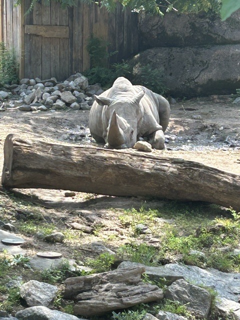 white rhino laying in his habitat at the zoo