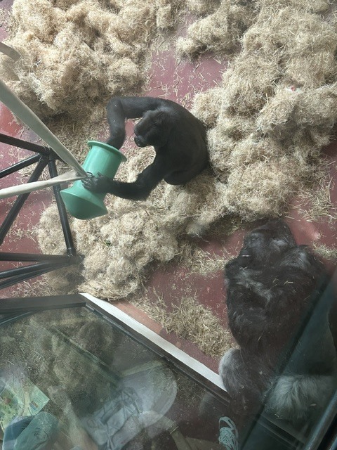 Gorillas in their habitat at the zoo