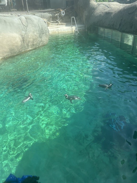 penguins swimming