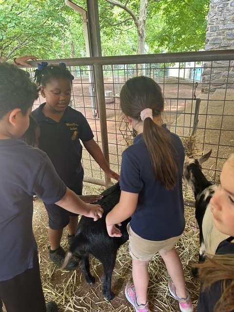 students petting goats at the philadelphia zoo