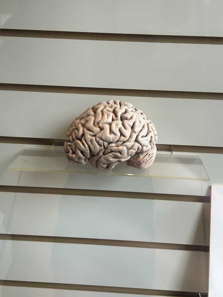 A plasticized brain sitting on a glass shelf in a display case.
