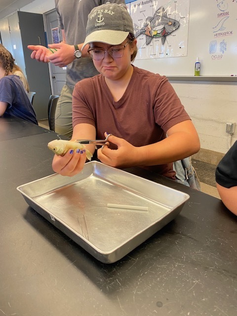 A student dissects a fish in a lab over a shallow pan.