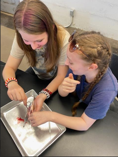 Students dissect a fish inside a lab