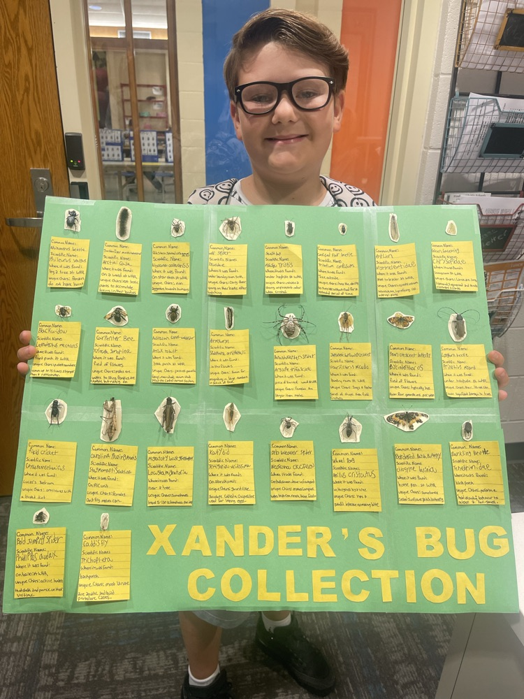 classification using a Bug Collection for Fourth Graders!!