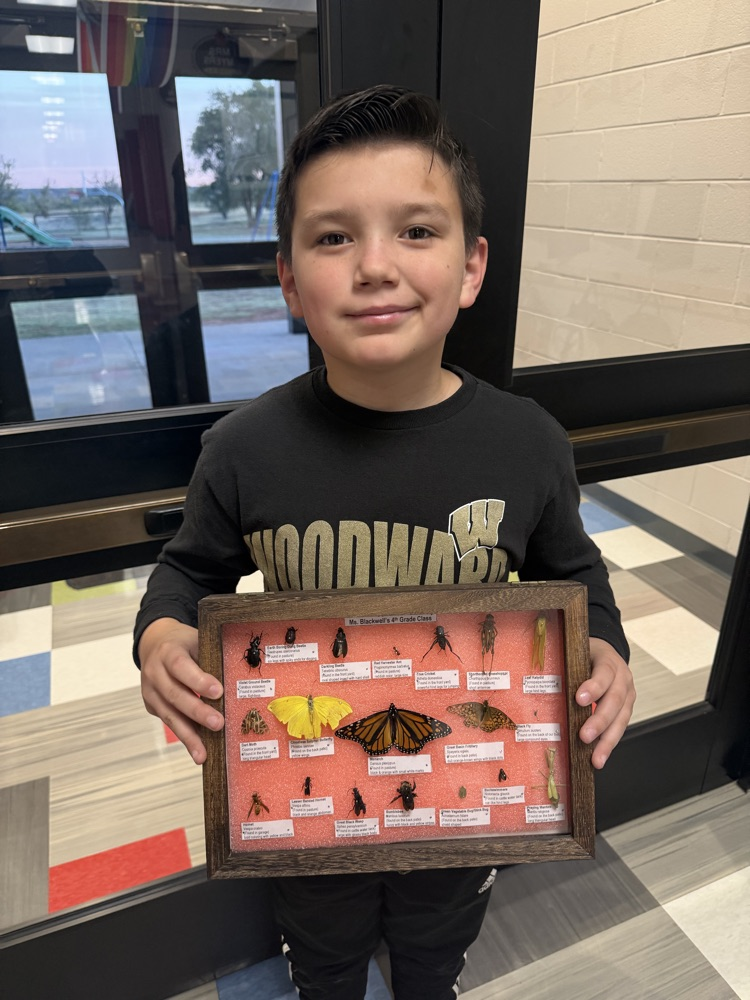 4th Grade’s Bug Collection